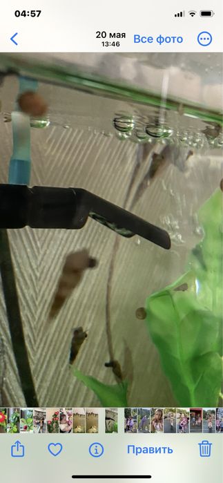 Аквариумные  улитки  Мелании