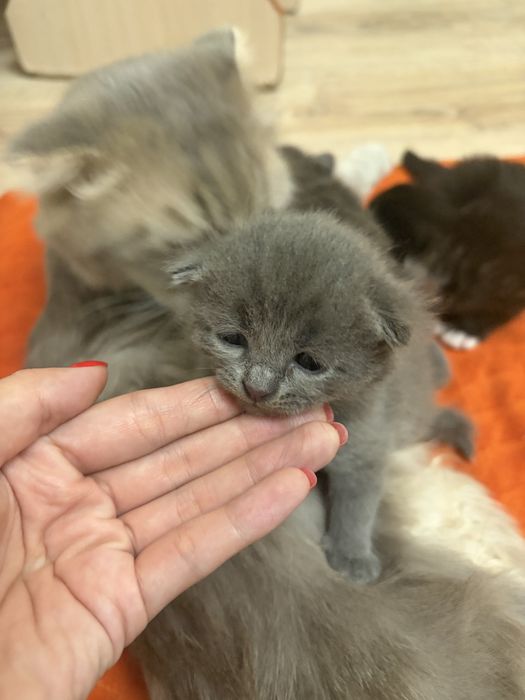 Вислоухие котята