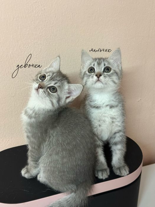 Продаются очаровательные плюшевые малыши