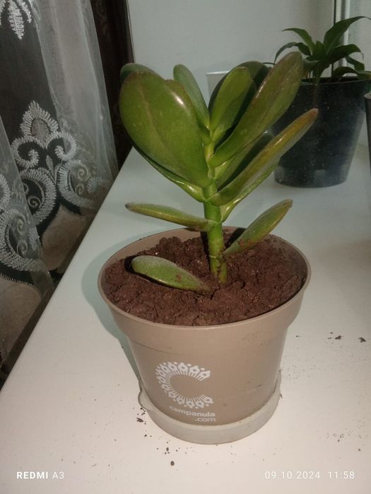 Комнатные растения