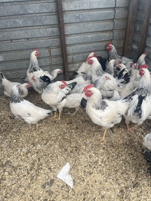 Молодые петухи и куры Адлер