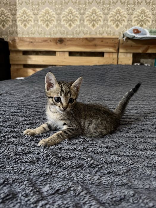 Котенок 2 месяца