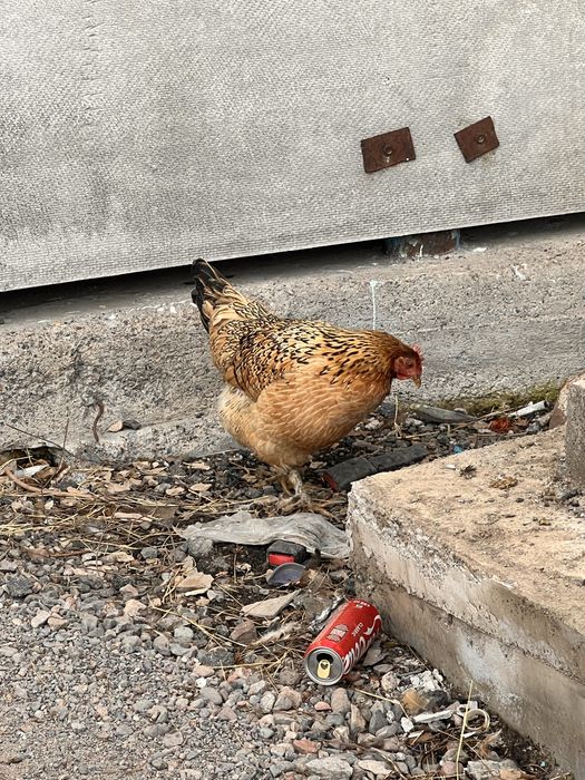 Кучин мекен сатылады