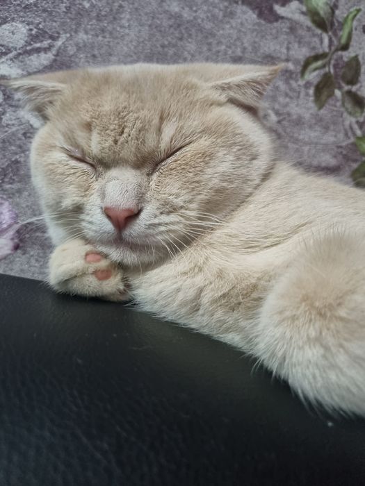 Вязка шотландский веслоухий