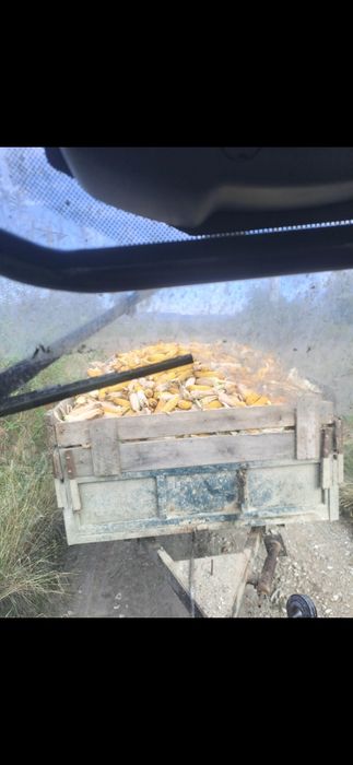 Vand porumb boabe productie 202t
