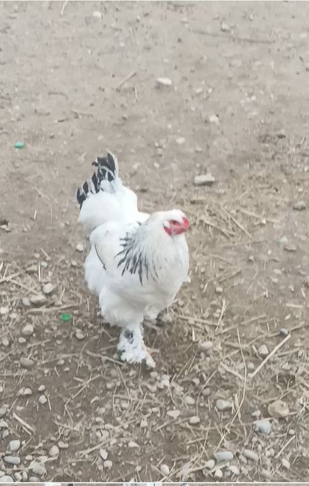 Брама қораз сатылады 7 айлық.