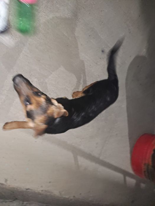 Немецкой овчарка