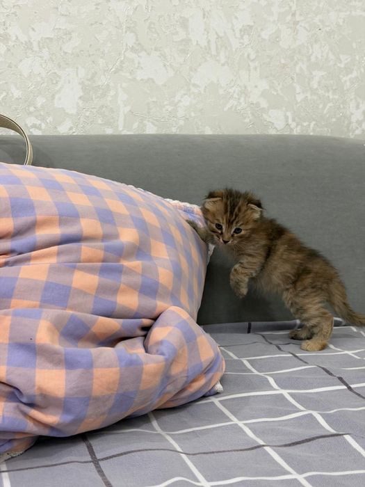 Продаются котята!!!