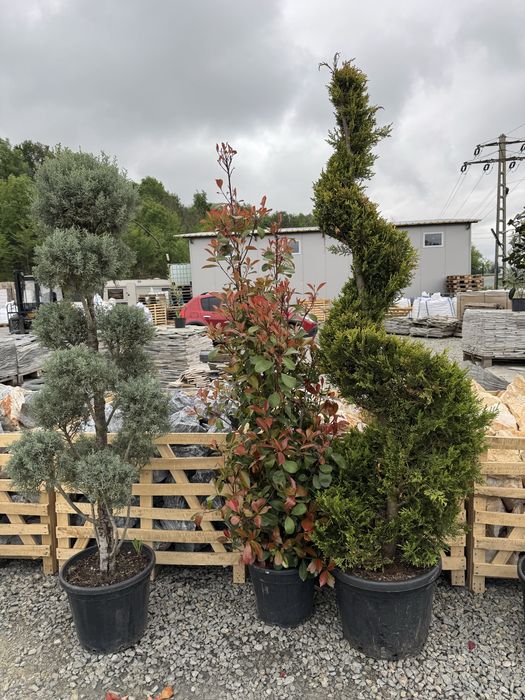 Plante ornamentale - Targu Jiu - rezistente la temperaturi scazute