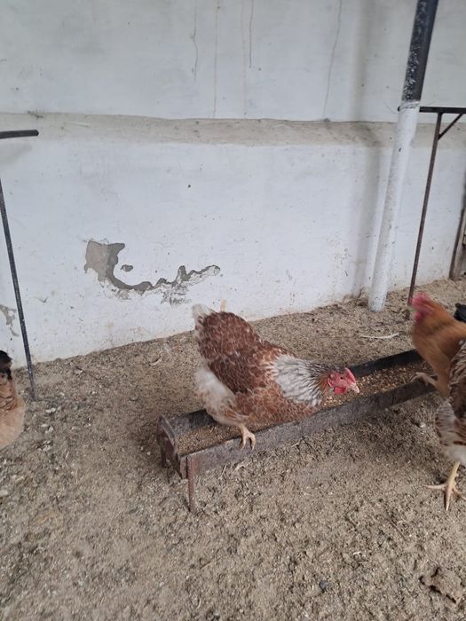 Продам семеику виандотов