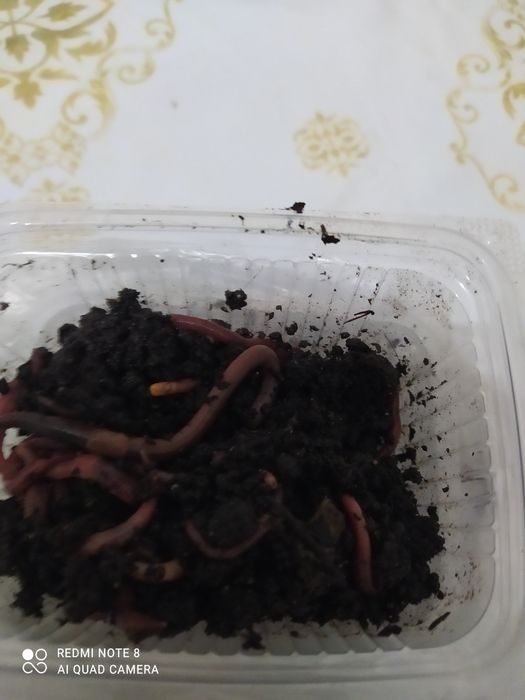 35 червей по 500