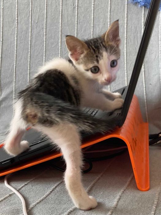 Морско котенце си търси дом!