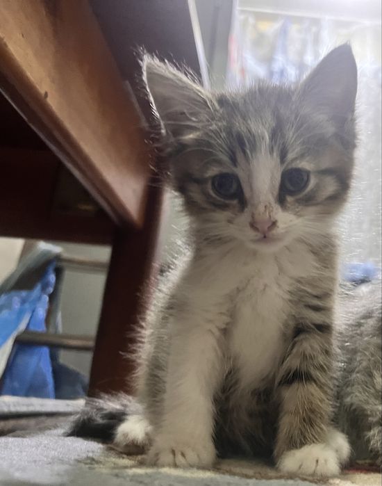 Котята в добрые руки!