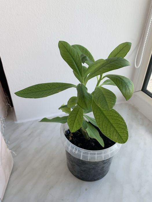 Комнатные цветы разные