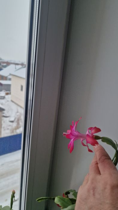 Продам декабрист