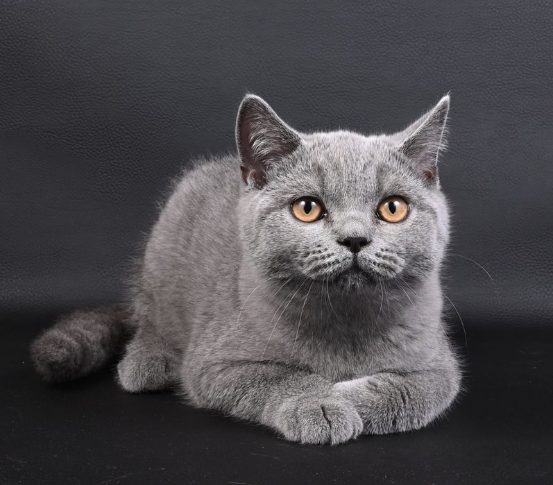 Pisicuță British Shorthair colour blue  cu pedigree