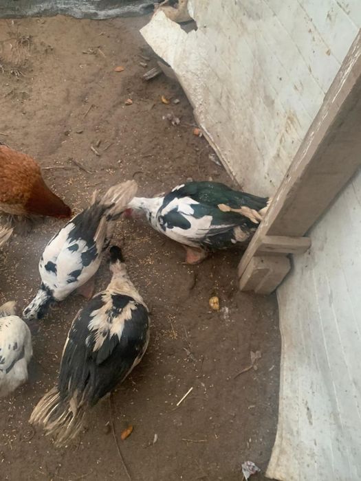 Уидин уиректерир