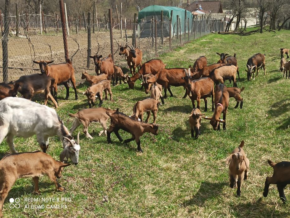 Vând capre alpin francez
