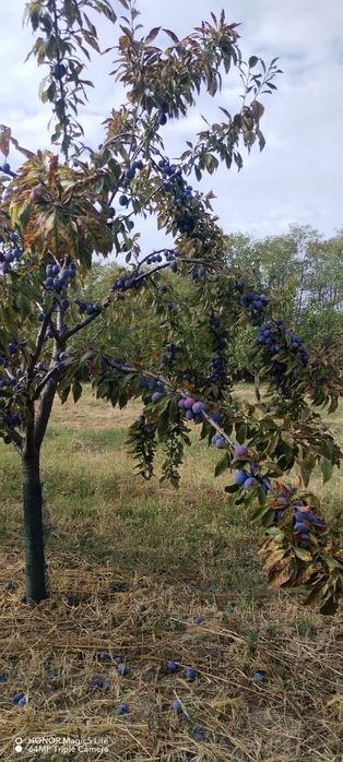 Vând prune Anaspet