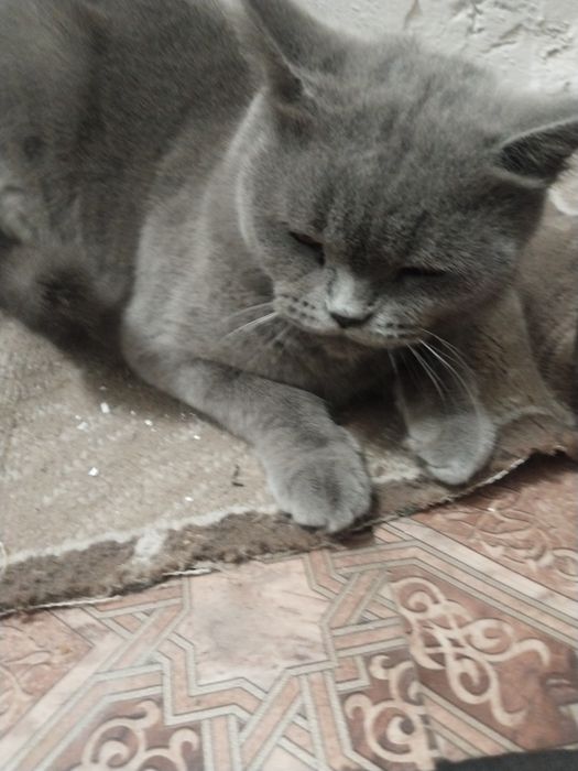Отдам кошку британку