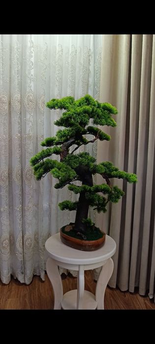 Бонсай из натуральных стволов!