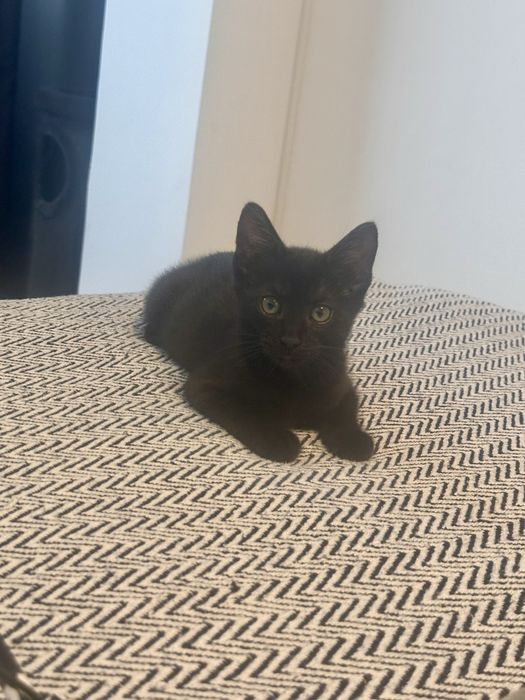 Pisicuta oentru adoptie