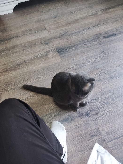 Кошку в хорошие руки бесплатно,