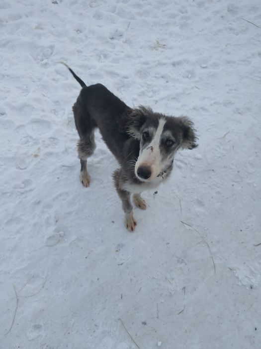 5 айлық кушик сатылады