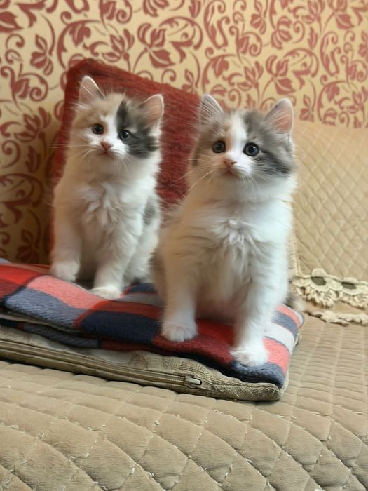 Сибирские малыши