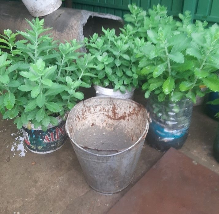 Norocelul (Sedum telephium)