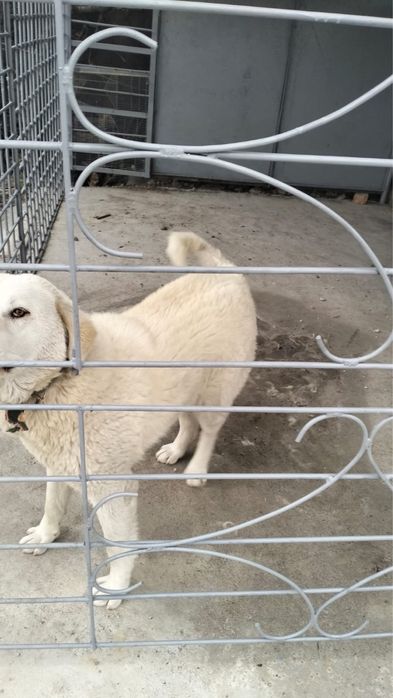 Продам щенка пародистого ТОБЕТА