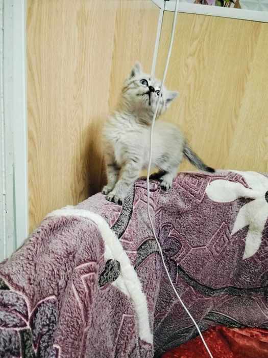 Отдам котика полтора месяца.