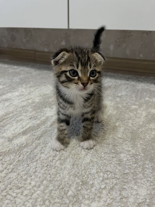 Шотладские вислоухие котята