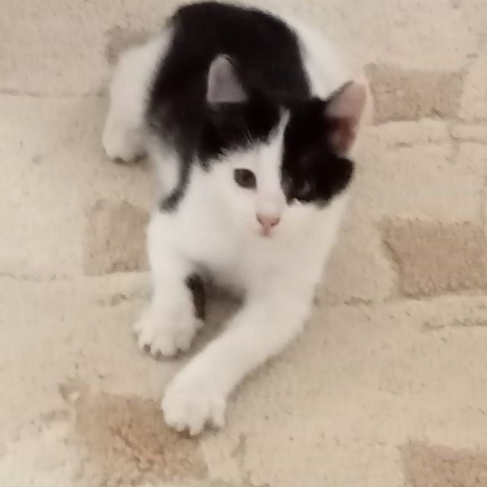 Отдам котят бесплатно