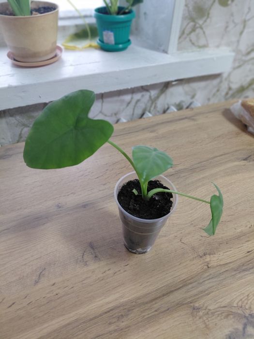 Продам комнатные цветы