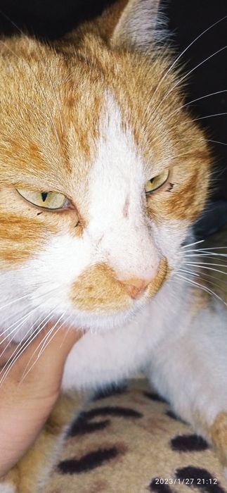 мальчик кот 250 000