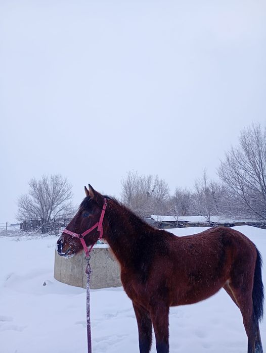 Еркек құнанды  ұрғашы байталға ауыстырым