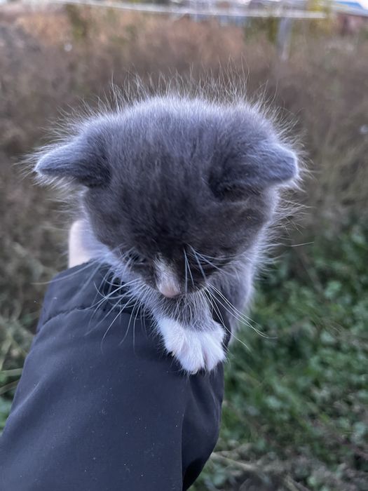 Котята бесплатно