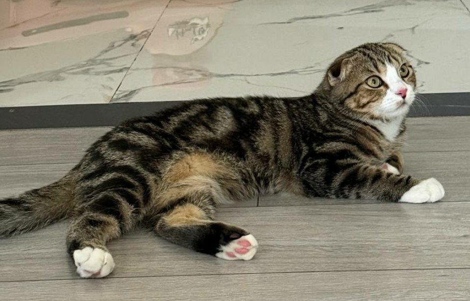 Срочно Продаётся кот