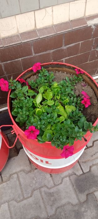 Петуния ампельная