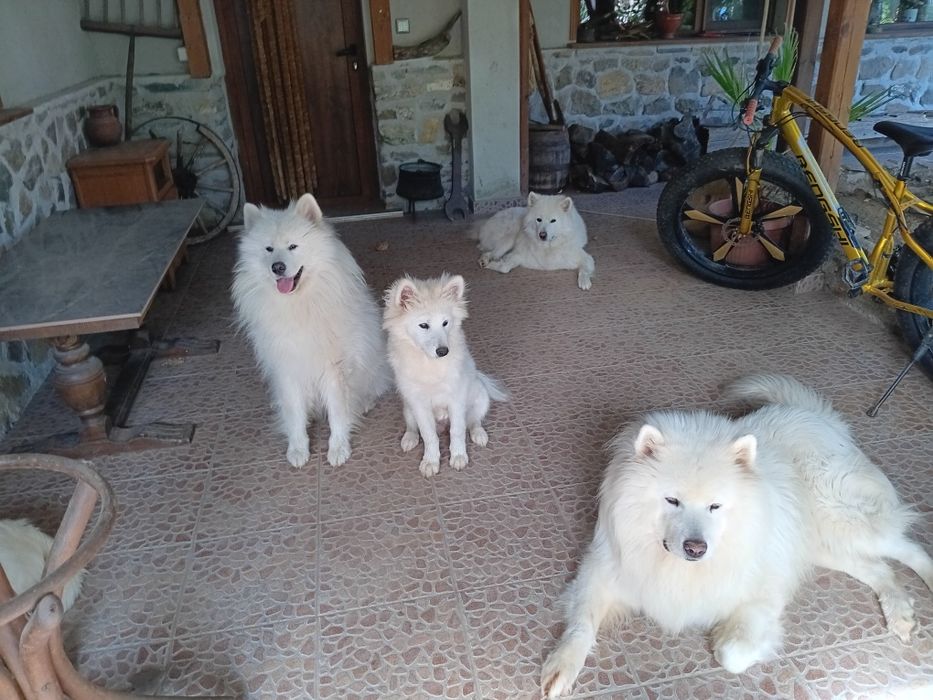 Седем кучета Самоед