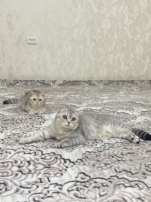Вязка [сотилмайди] Шотландский вислоухий кот для разумножение