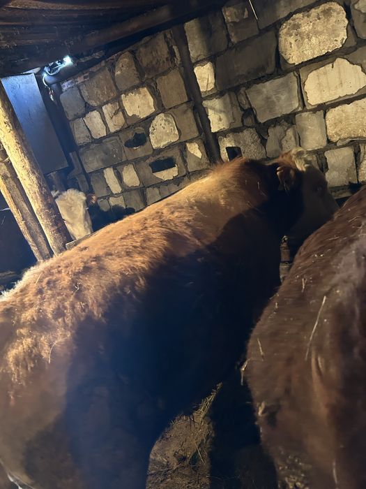 Быки откорм через веса