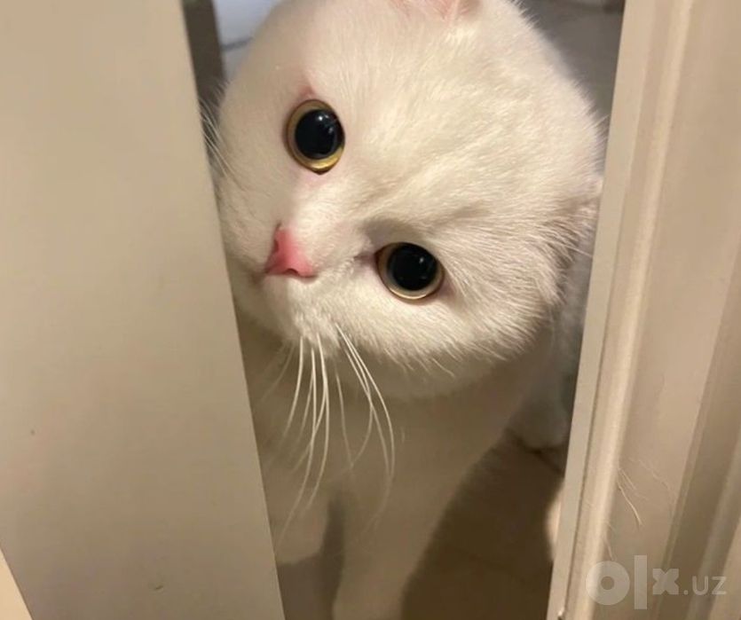 Скотиш страйт  мальчик