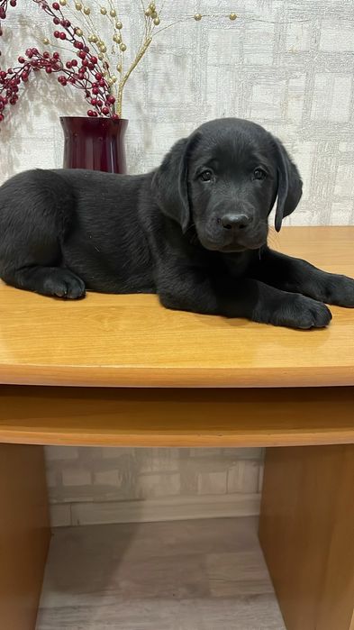 Щенки лабрадор-ретривера