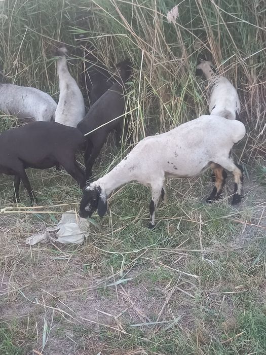 ona bola quylar sotladi
