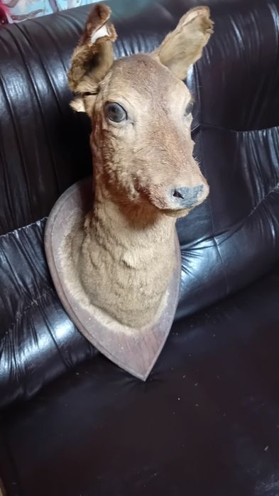 Препарирана  еленова  глава.Препарирана  катеричка .Глава на саръдак