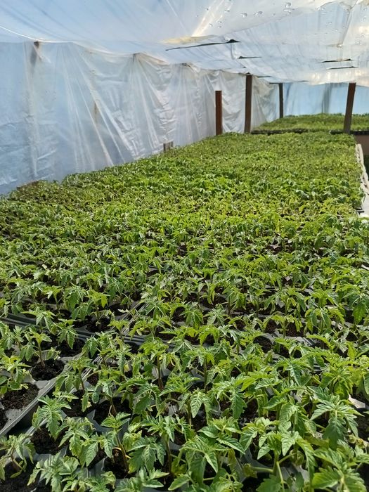 Răsaduri de legume profesionale