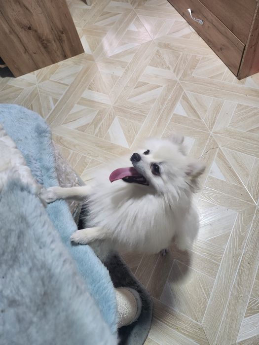 Немецкий мини шпиц вязка