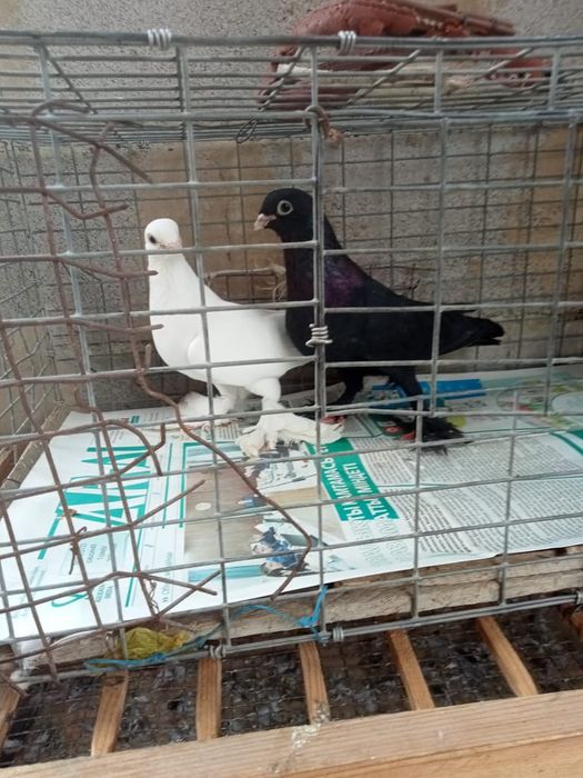 Продаются голуби
